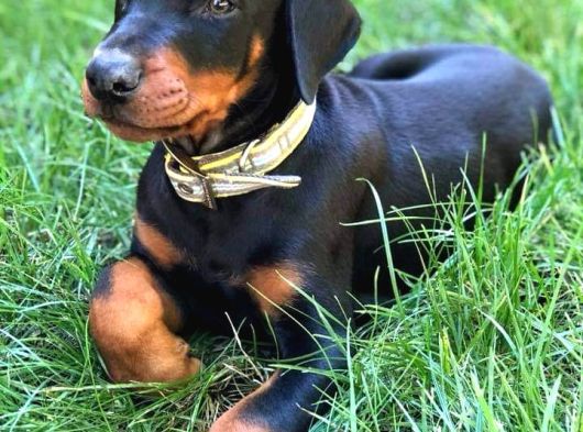 Doberman Yavrulari İstanbul görsel