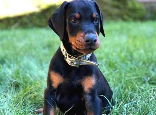 Doberman Yavrulari İstanbul