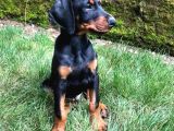 Doberman Yavrulari İstanbul