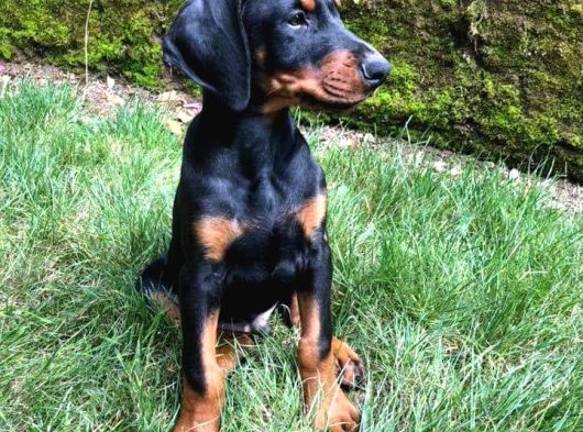 Doberman Yavrulari İstanbul görsel