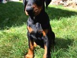 Doberman Yavrulari İstanbul