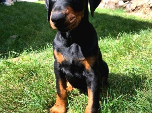 Doberman Yavrulari İstanbul görsel