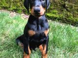Doberman Yavrulari İstanbul