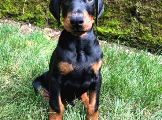 Doberman Yavrulari İstanbul görsel