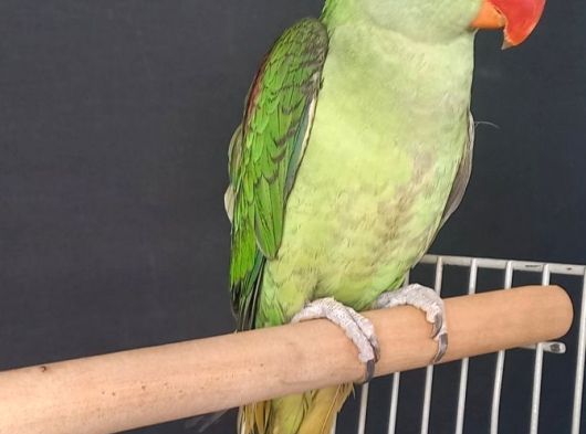 6 Aylik Yavru Eği̇ti̇me Acik görsel