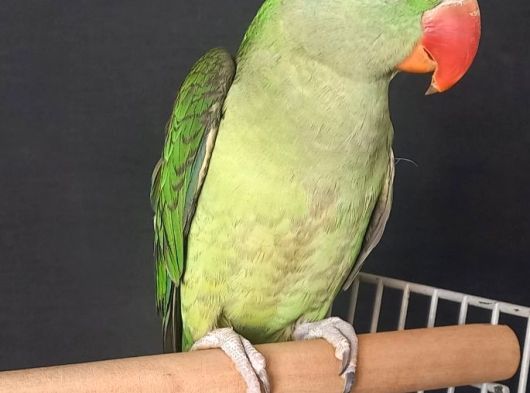 6 Aylik Yavru Eği̇ti̇me Acik görsel