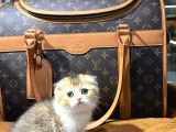 VONALP PET GARANTISIYLE EFSANE GÜZELLİKTE BRİTİSH YAVRULAR