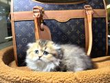 Vonalp Pet Garantisiyle Efsane Güzelli̇kte Bri̇ti̇sh Yavrular
