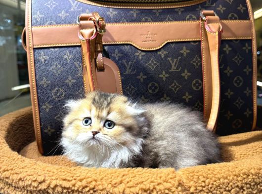 Vonalp Pet Garantisiyle Efsane Güzelli̇kte Bri̇ti̇sh Yavrular görsel