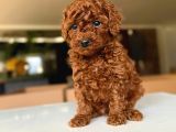 Red Brown Toy Poodle Yavrularimiz