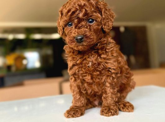 Red Brown Toy Poodle Yavrularimiz görsel