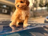 A Kalite Maltipoo Yavrularım