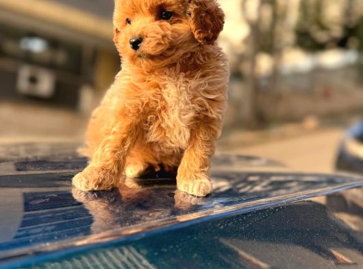 A Kalite Maltipoo Yavrularım görsel