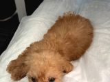 2 Aylık Dişi Toy Poodle