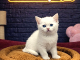 VONALP PET GARANTISIYLE EFSANE GÜZELLİKTE BRİTİSH SHORTHAİR