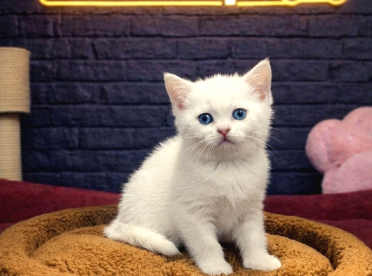 Vonalp Pet Garantisiyle Efsane Güzelli̇kte Bri̇ti̇sh Shorthai̇r