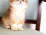 Yumuşacık Golden British Longhair