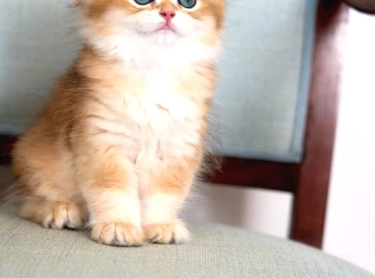 Yumuşacık Golden British Longhair görsel
