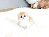 Kucak Delisi Golden British Shorthair