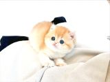 Kucak Delisi Golden British Shorthair