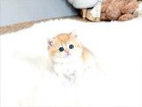 Kucak Delisi Golden British Shorthair