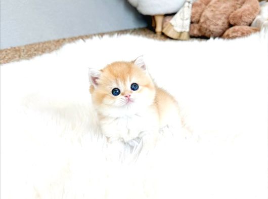 Kucak Delisi Golden British Shorthair görsel