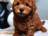 Full Safkan Toypoodle Yavrumuz  Teslime Hazır