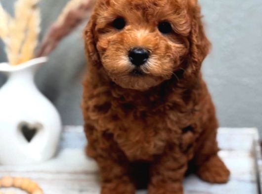Full Safkan Toypoodle Yavrumuz  Teslime Hazır