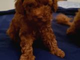 Toy Poodle 2 Aylik