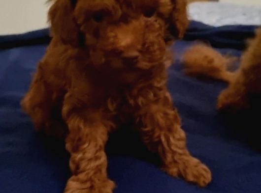 Toy Poodle 2 Aylik görsel