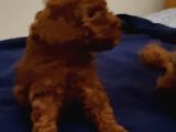 Toy Poodle 2 Aylik