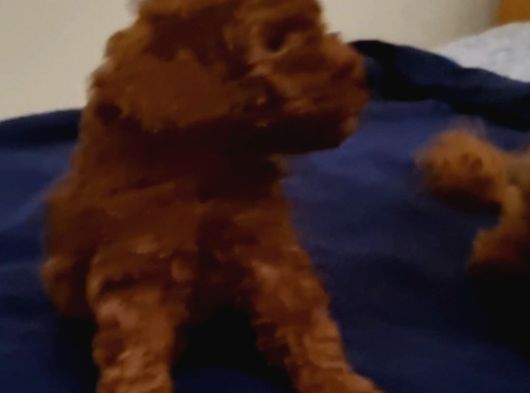 Toy Poodle 2 Aylik görsel