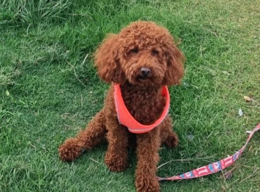 Toy Poodle 2 Aylik