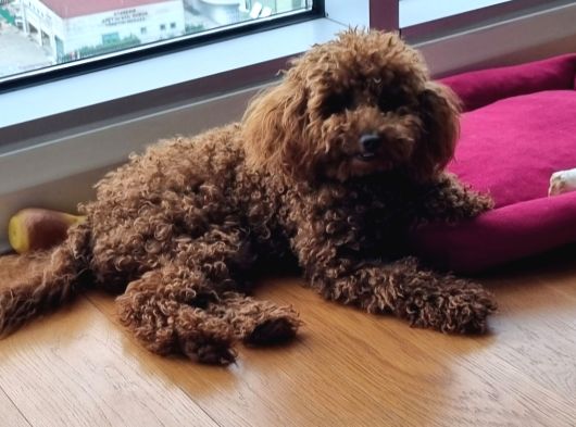 Toy Poodle 2 Aylik görsel