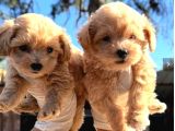 Maltipoo Yavrulari Mama Ve Malzeme Kampanyali