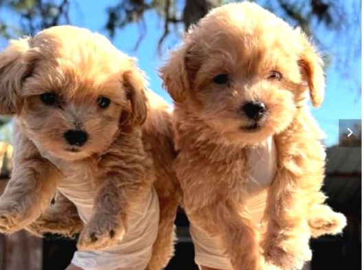 Maltipoo Yavrulari Mama Ve Malzeme Kampanyali görsel