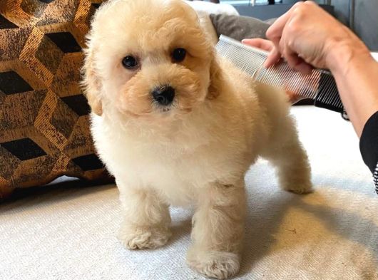 Teddy Surat Kore Kan Maltipoo Yavrularımız görsel