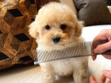 Teddy surat Kore kan Maltipoo yavrularımız