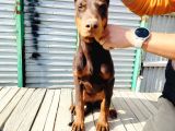 Kızıl Doberman Yavruları