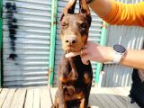 Kızıl doberman yavruları