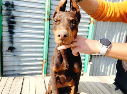 Kızıl Doberman Yavruları