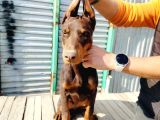 Kızıl Doberman Yavruları