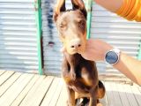 Kızıl Doberman Yavruları