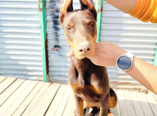 Kızıl Doberman Yavruları görsel