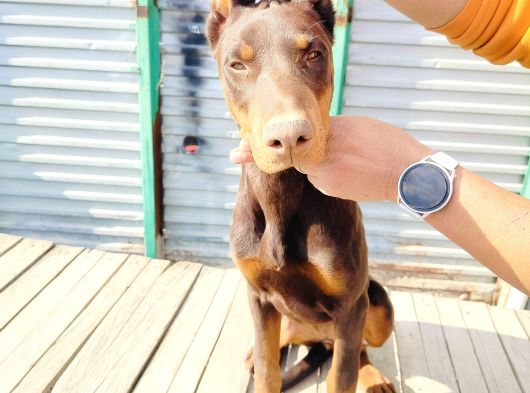 Kızıl Doberman Yavruları görsel