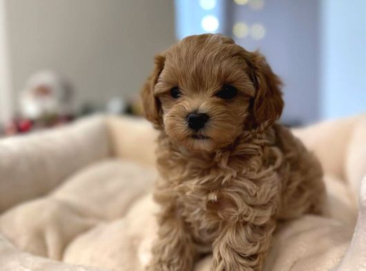 Toy Poodle Sevi̇mli̇ Yavrular Ev Üreti̇mi̇ görsel