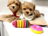 KAHVE TONLU MALTİPOO CİNSİ YAVRULAR