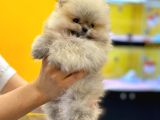 Teddy Bear Pomerani̇an Yavrulari