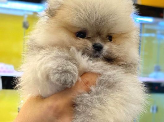 Teddy Bear Pomerani̇an Yavrulari görsel