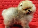 TEDDY BEAR POMERANİAN YAVRULARI